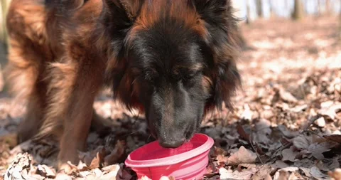 Cute german shepherd dog drinking water from bowl. Close-up shot of dog drinks Stock Footage 172347084