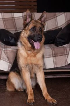 Cute german shepherd dog is sitting by the big couch. Stock Photos