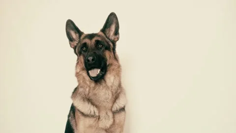 Cute german shepherd Stock Footage 106066925