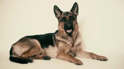 Cute german shepherd Stock Footage 106067656