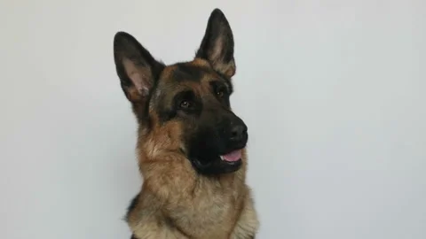 Cute german shepherd Stock Footage 106179645