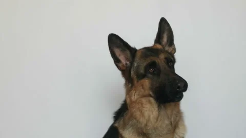 Cute german shepherd Stock Footage 106179671
