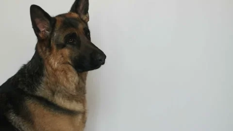 Cute german shepherd Stock Footage 106179888