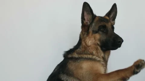 Cute german shepherd Stock Footage 106179953