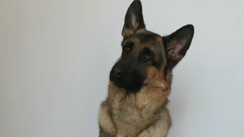 Cute german shepherd Stock Footage 106180029