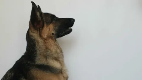 Cute german shepherd Stock Footage 106180153