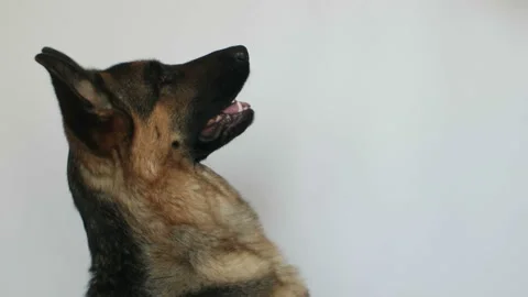 Cute german shepherd Stock Footage 106180186
