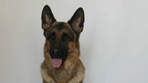 Cute german shepherd Stock Footage 106180203
