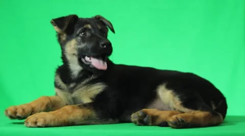 Cute German Shepherd puppy Видео 47170177