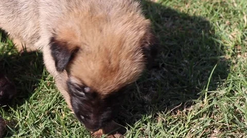 Cute German shepherd puppy Stock Footage 156890744
