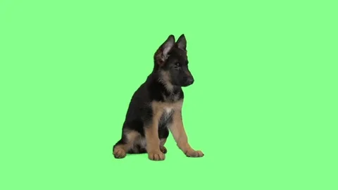 Cute German Shepherd puppy on a green Stock Video Pond5