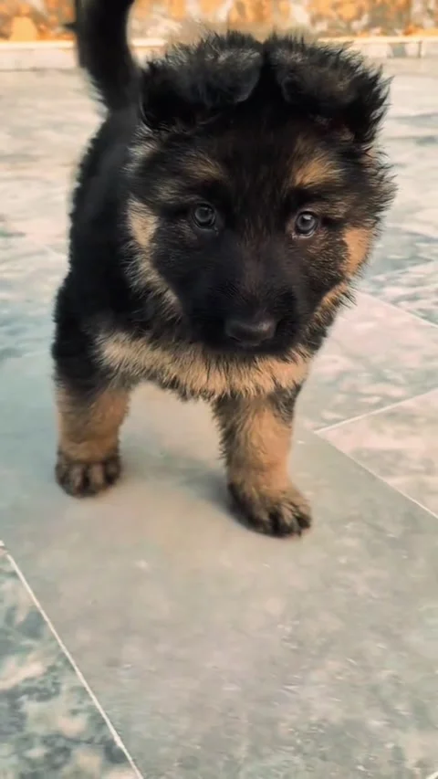Cute German Shepherd Puppy Walking Towards Camera on Tiled Floor Video stock 333012988