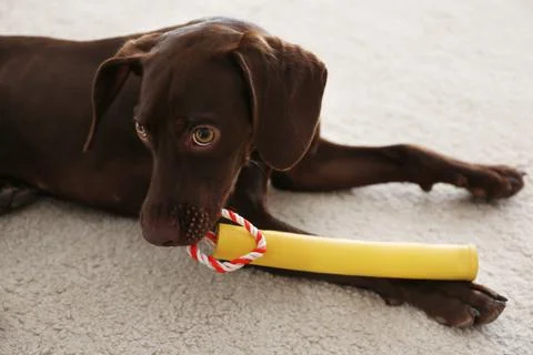 Cute German Shorthaired Pointer dog playing with toy at home Stock Photos