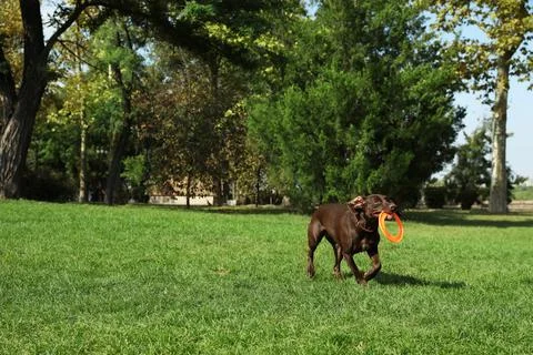Cute German Shorthaired Pointer dog playing with flying disk in park Stock Photos