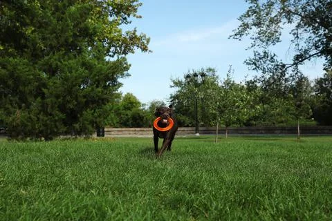 Cute German Shorthaired Pointer dog playing with flying disk in park Stock Photos