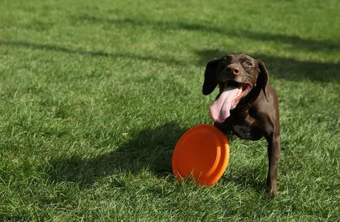 Cute German Shorthaired Pointer dog playing with flying disk in park Stock Photos