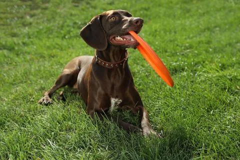 Cute German Shorthaired Pointer dog playing with flying disk in park Foto stock