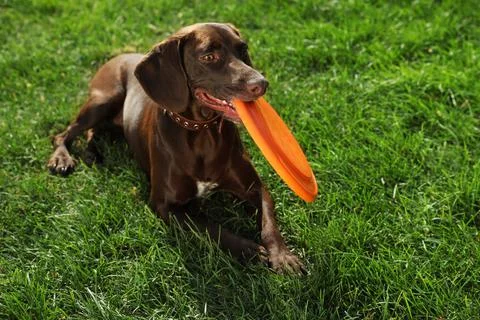 Cute German Shorthaired Pointer dog playing with flying disk in park Foto stock
