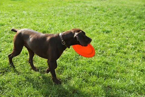 Cute German Shorthaired Pointer dog playing with flying disk in park Foto stock