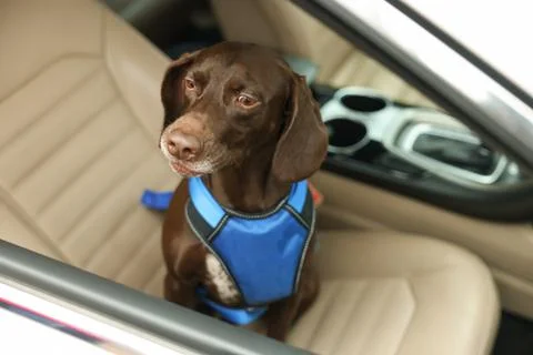 Cute German Shorthaired Pointer dog waiting for owner on front seat of car. A Stock Photos