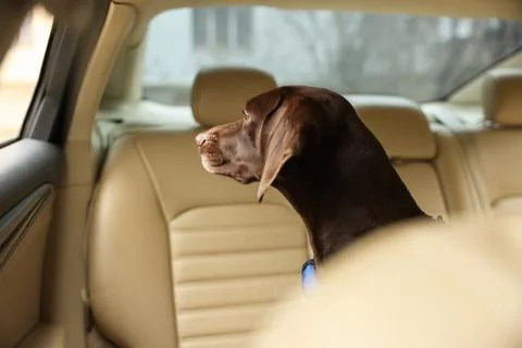 Cute German Shorthaired Pointer dog waiting for owner on backseat of car. Ado Stock Photos