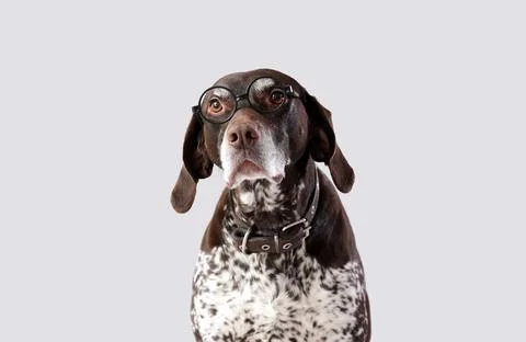 Cute German Shorthaired Pointer dog on grey background Stock Photos
