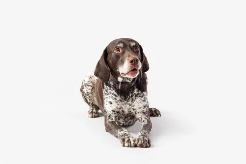 Cute German Shorthaired Pointer dog on grey background Stock Photos