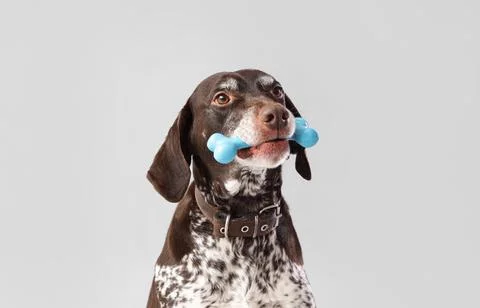 Cute German Shorthaired Pointer dog with toy on grey background Stock Photos