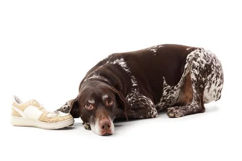 Cute German Shorthaired Pointer dog with chewed sneaker on white background Stock Photos