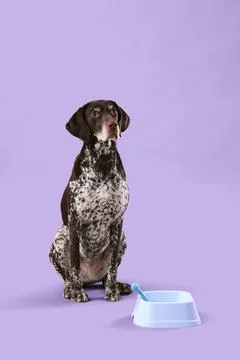 Cute German Shorthaired Pointer dog with empty food bowl on lilac background Stock Photos