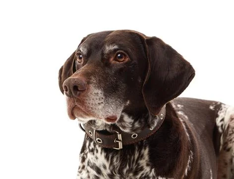 Cute German Shorthaired Pointer dog on white background Stock Photos