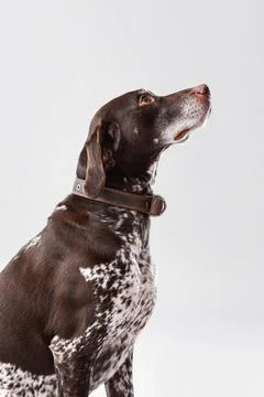 Cute German Shorthaired Pointer dog on grey background Stock Photos