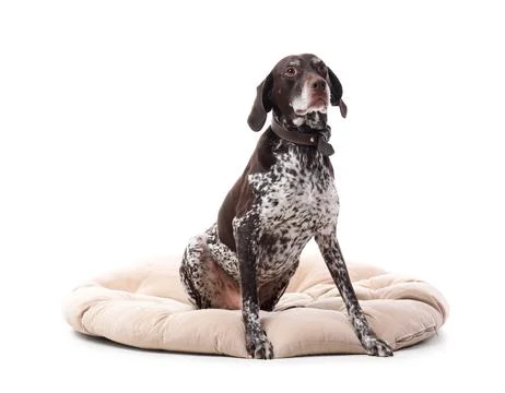 Cute German Shorthaired Pointer dog lying on pet bed against white background Stock Photos