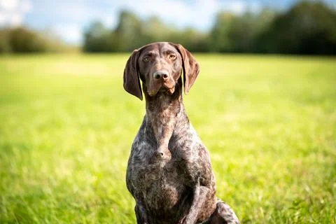 Cute German Smooth-haired Pointing Dog on the background of a green meadow. Photos