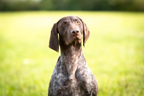 Cute German Smooth-haired Pointing Dog on the background of a green lawn Fotos de archivo