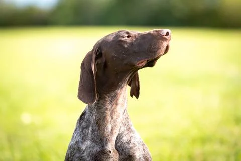 Cute German Smooth-haired Pointing Dog on the background of a green lawn Stock-Fotos