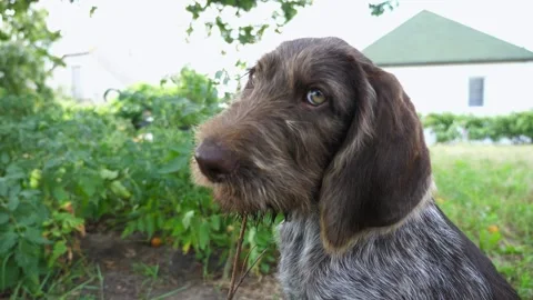 Cute german wirehaired pointer dog sitting on grass and gnawing wooden stick Stock Footage 311097768