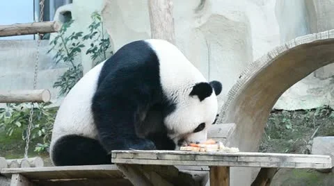 Cute giant panda bear eating food Stock Footage 18198969