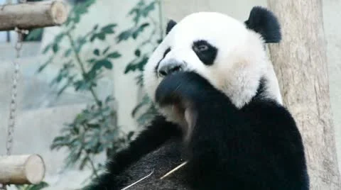 Cute giant panda bear eating food Stock Footage 18477979