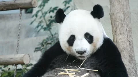 Cute giant panda bear eating food Stock Footage 18501044
