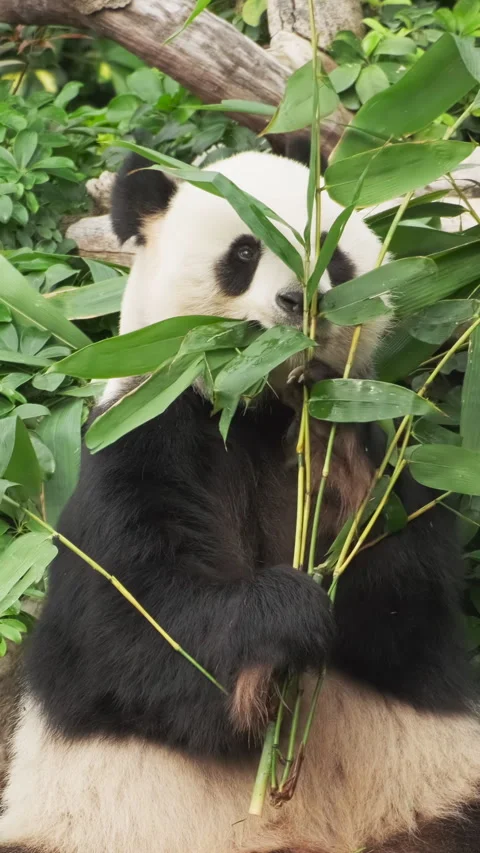 Cute giant panda bear eating bamboo Stock Footage 306783909