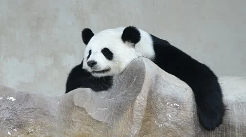 Cute giant panda bear sleep Stock Footage 22995905