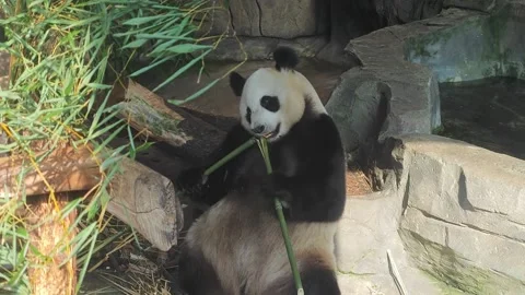 A cute giant panda chewing a long green bamboo Video stock 338396424