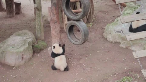 Cute Giant panda cub playing with hanging tire at Chongqing Zoo Stock Footage 331586817