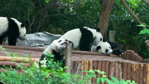 Cute Giant Panda Cub Playing with Bamboo in Natur 库存影片 334994496