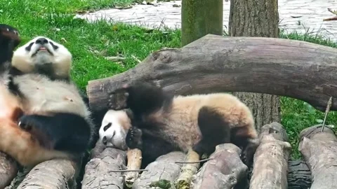 A cute giant panda cub scratching itself on logs with its mother nearby, Sichuan Stock-Footage 338038837