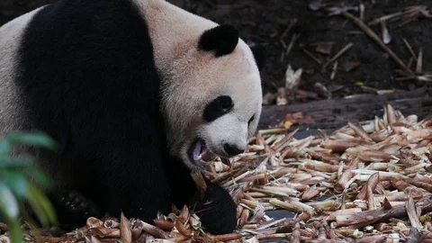 Cute Giant panda eats bamboo Stock Footage 120235404