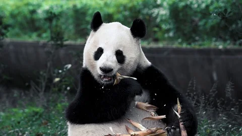 Cute Giant panda eats bamboo Stock Footage 120235923