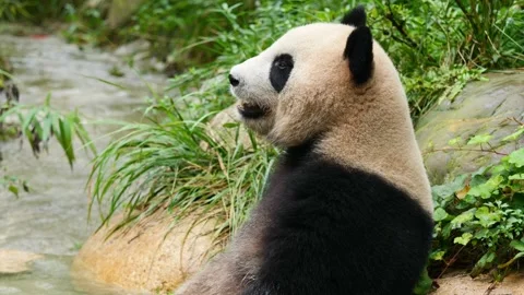 Cute giant panda sitting along riverside in forest. Stock Footage 283322187