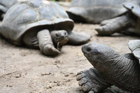 Cute giant Seychelles Tortoise in its natural habitat 写真素材